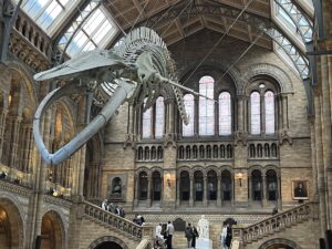 Blue whale skeleton - Natural History Museum - Hintze Hall